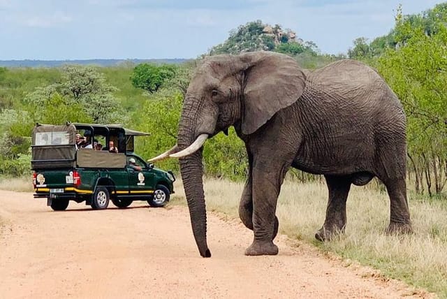 Kruger national park Kurt safari Elephant sighting
